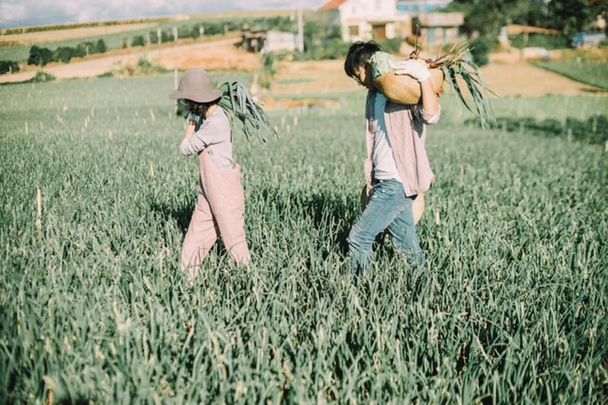 Cặp đôi dạo bước giữa cánh đồng hành