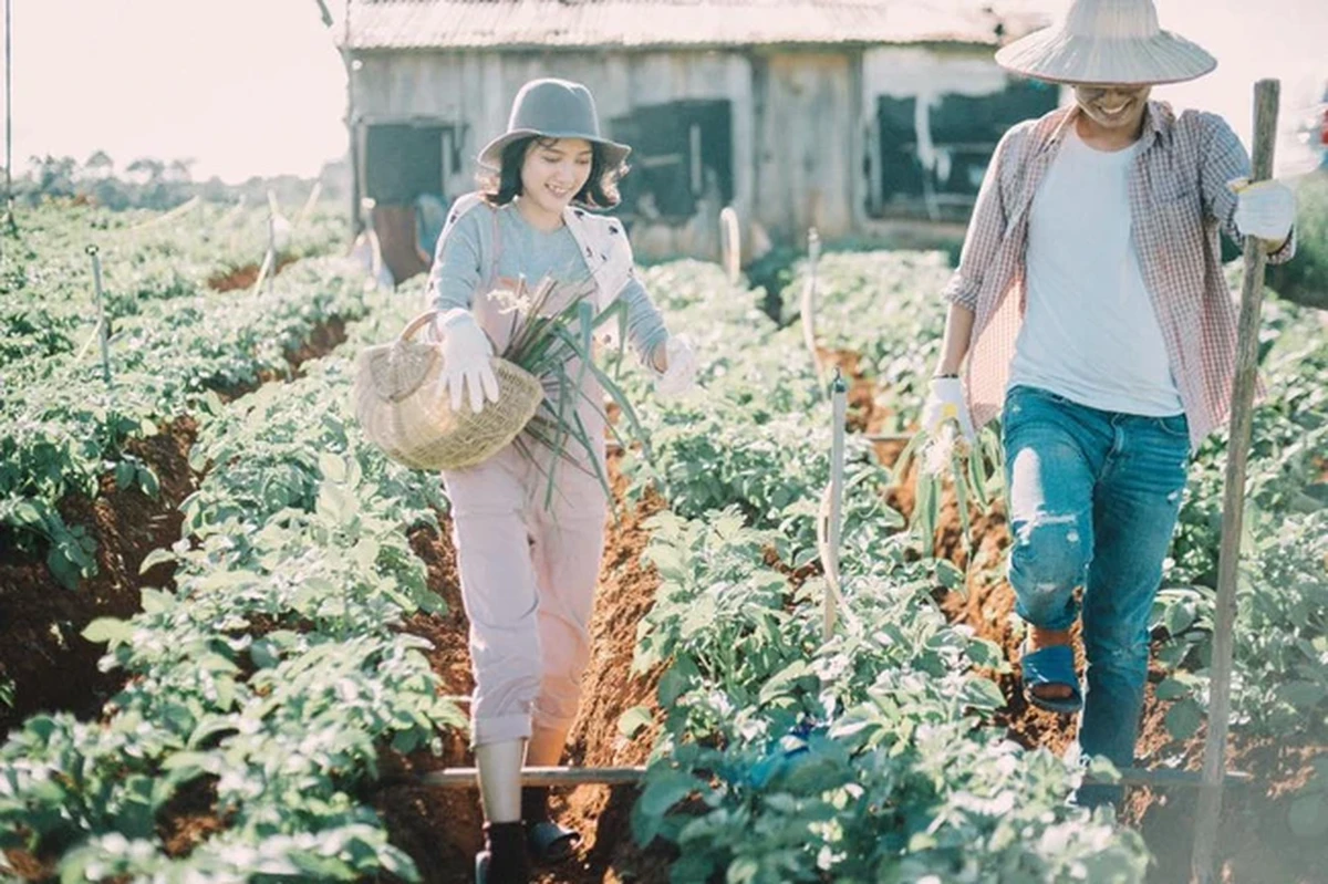 Đôi nam nữ cười tươi bước đi giữa luống rau