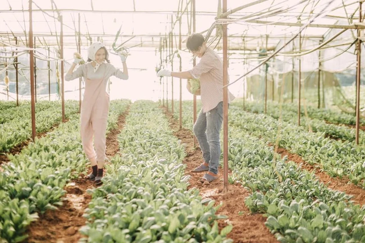 Nam nữ thích thú với trải nghiệm hái rau